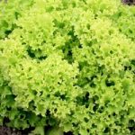 Lettuce Seeds – Lollo Bionda