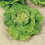 Lettuce (Organic) Seeds – May King