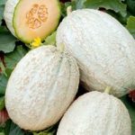 Melon Musk Seeds – F1 Emir