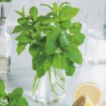 Herb Plant – Mint Jessicas Sweet Pear