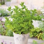 Herb Plant – Moroccan Mint