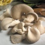 Mushroom Plugs – Oyster Mushrooms – 30 Spawn Plugs