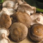 Mushrooms Plugs – Twin Pack – 60 Spawn Plugs (30 of each variety)