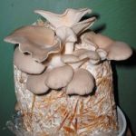 Mushroom Straw Kits – Oyster Mushroom
