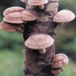 Mushroom – Shiitake Mushrooms