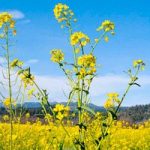 Mustard Seeds – White Tilney