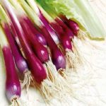Onion (Salad) Seeds – Apache