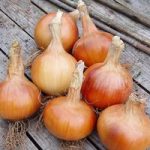 Onion Seeds – F1 Santero