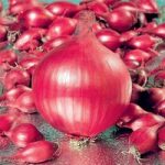 Onion Sets – Red Ray
