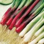 Spring Onion Plants – Red and White Mixed