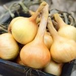 Onion Seeds – Walla Walla