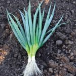 Onion Salad (Organic) Seeds – Ishikura Bunching
