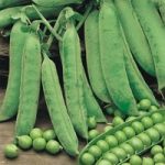 Pea Plants – Douce Provence