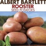 Seed Potatoes – Rooster 1kg