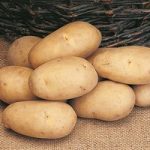 Seed Potatoes – Maris Piper