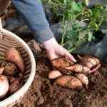 Sweet Potato Plants – Beauregard