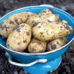 Seed Potato  Charlotte 1kg