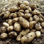 Seed Potatoes – Arran Pilot