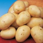 Seed Potatoes – Winston
