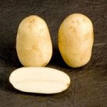 Seed Potatoes – McCain Shepody