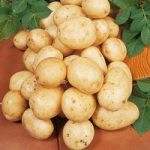 Seed Potatoes – Carlingford 1kg