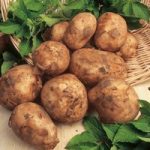 Seed Potatoes – Maris Bard