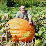 Pumpkin Plants – Atlantic Giant