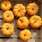 Pumpkin (Organic) Seeds – Jack Be Little