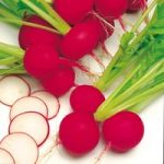 Radish Seeds – Scarlet Globe