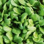 Spinach Seeds – F1 Amazon