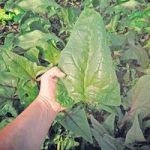 Spinach Seeds – Gigante d’Inverno
