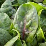 Spinach Seeds – F1 Rubino