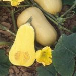 Squash (Organic) Seeds – Butternut