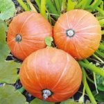 Pumpkin Seeds – Amazonka