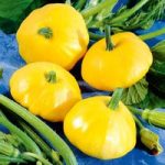 Squash Seeds – Sunburst Patty Pan