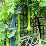 Squash Plants – Tromboncino