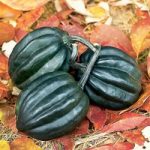 Squash & Pumpkin (Organic) Seeds – Tuffy