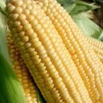 Sweet Corn Seeds – F1 Goldcrest