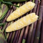 Sweet Corn Plants – Picasso