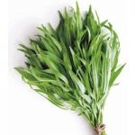 Herb Seed – Tarragon Russian