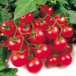Tomato (Organic) Seeds – Gardener’s Delight
