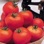 Tomato (Organic) Seeds – Moneymaker