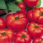 Tomato Plants – Marmande