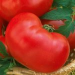 Tomato Seeds – Faworyt