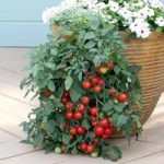 Tomato Seeds – Tumbling Tom Red