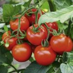 Tomato Seeds – F1 Fantasio