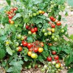Grafted Tomato Plants – F1 Lizzano