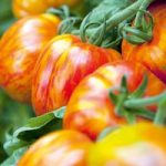 Tomato Seeds – Striped Stuffer