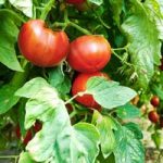 Tomato Seeds – F1 Big League