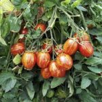Tomato Seeds – F1 Firecracker